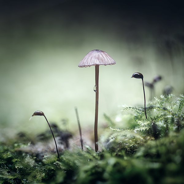 Forest Floor Wonders